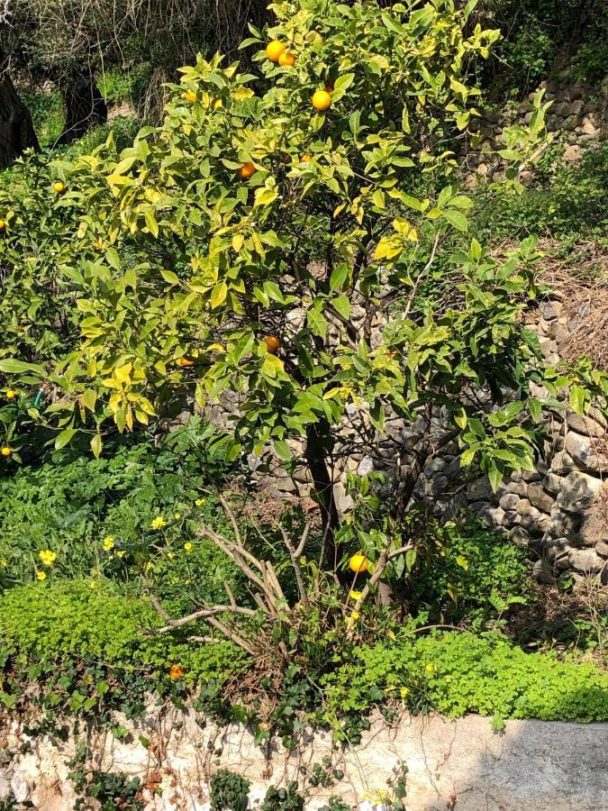 Soutariba Panzió Roquebrune-Cap-Martin Kültér fotó